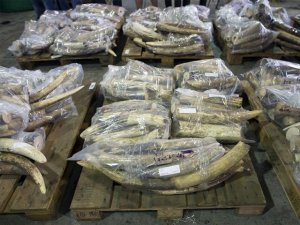 Decomisan 3,3 toneladas de marfil en puerto keniano