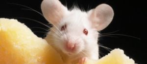 Científicos logran implantar recuerdos falsos a un ratón