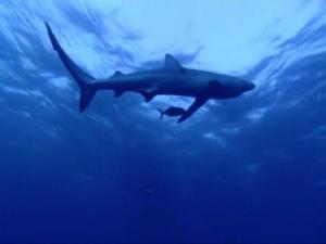 Muere joven atacada por tiburón en Brasil