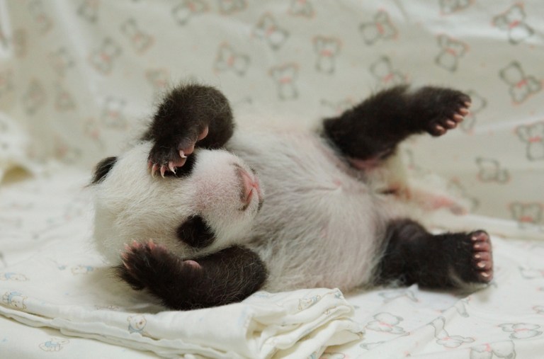 Cariño de panda (Fotos y Video)