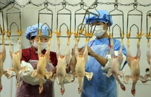 Primer caso de transmisión entre humanos de la gripe aviar