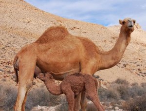 Camellos podrían ser los responsables de 46 muertes en Arabia Saudita