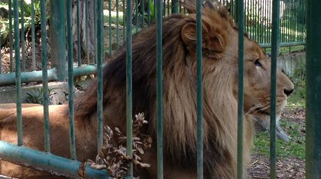 Investigan la muerte del león Cairo