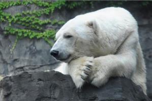 Fallece Gus, el oso polar que se convirtió en una leyenda en Nueva York