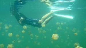 Ataque de medusas dejó heridos a más de 60 atletas en maratón acuático en Brasil