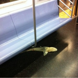 Resuelven el misterio del tiburón aparecido muerto en metro de Nueva York