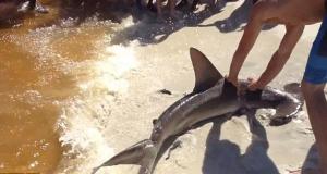Nacimiento de varios tiburones a la orilla de la playa causó impresión en las personas (Fotos + Video)