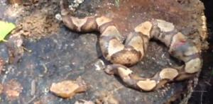 Serpiente decapitada se muerde así misma (Video + WTF)