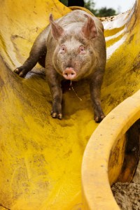Tobogán para cerdos (Fotos)