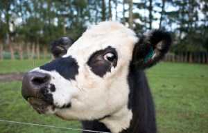 Una localidad de Gales culpa a las vacas por falta de luz