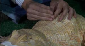 Conoce a Bino, el primer cocodrilo que recibe acupuntura (Video)