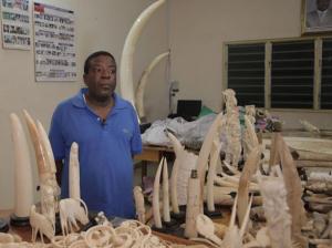 Este hombre fue capturado con 700 kilos de comillos de elefantes (Foto)