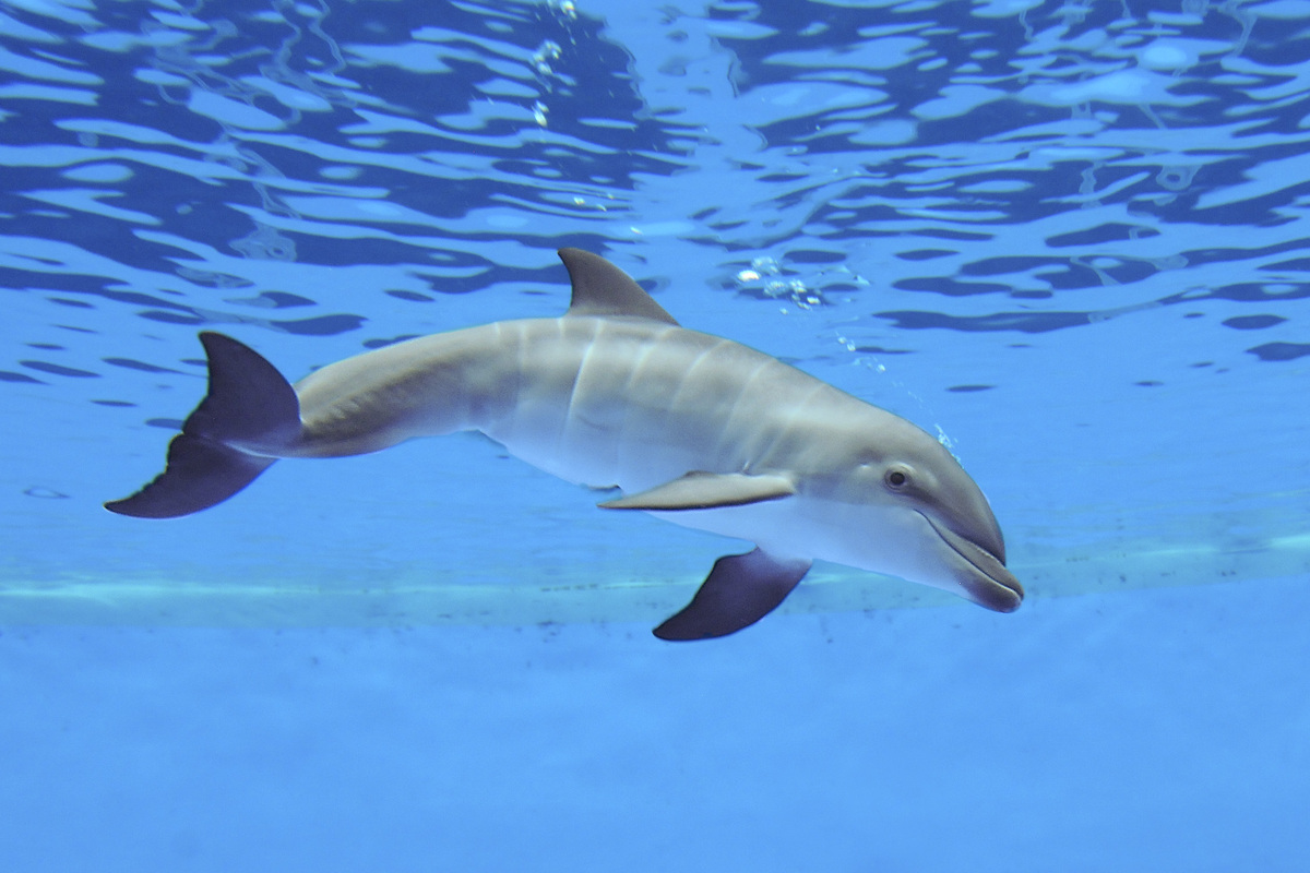 Así nació un delfín en el zoo de Chicago (Video)