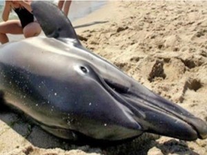Investigan mortalidad inusual de delfines en la costa este de EEUU