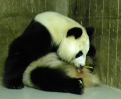 Nace una cría de oso panda gigante en el Zoo de Madrid