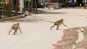 Monos que saquean casas (Video)