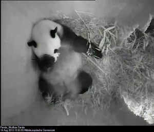 Nace panda gigante por inseminación artificial