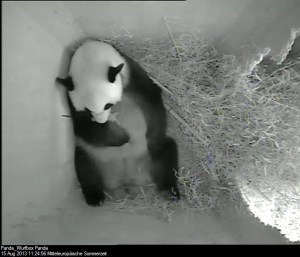Nace en Viena un panda concebido naturalmente (Fotos)
