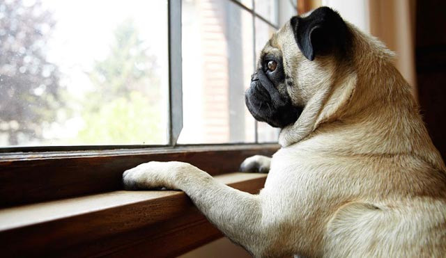 Estudio revela depresión que sufren los perros cuando sus dueños los dejan solos en casa