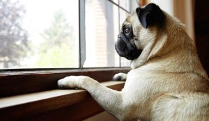 Estudio revela depresión que sufren los perros cuando sus dueños los dejan solos en casa