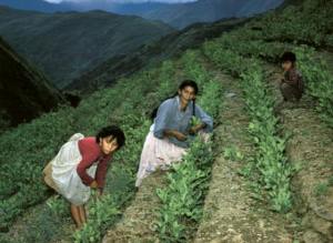Bolivia redujo plantación de coca en 2012