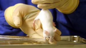 Evitan en ratones que células del cáncer de mama se escondan en los huesos