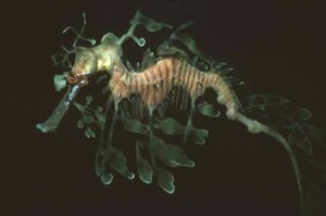 Exóticos organismos marinos de las costas de Tasmania (Fotos)