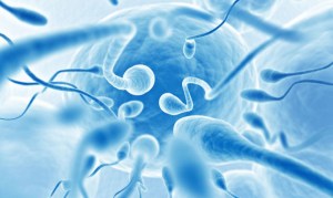 Diseñaron prototipos de espermatozoides a partir de células madre