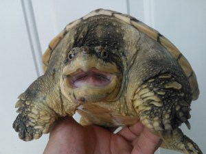 Buscan a la tortuga-lagarto que atacó a un niño