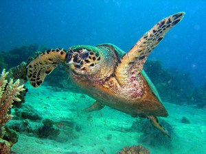 Transmisor satelital busca salvar tortugas carey en Panamá
