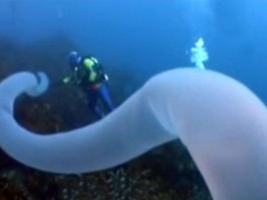 El “unicornio de mar” mide 30 metros y es hueco (Video)