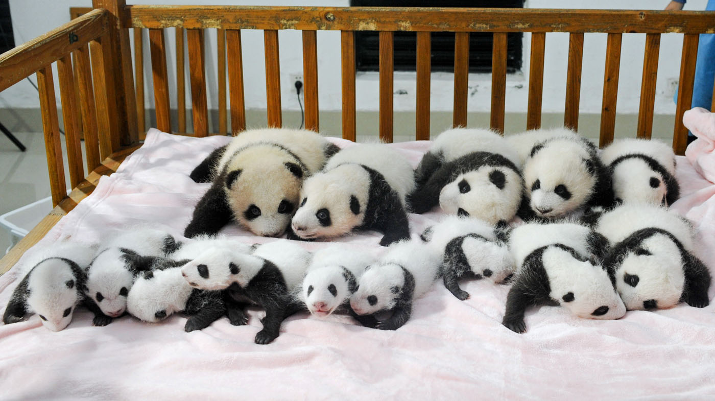La cuna más tierna, repleta de osos panda (Fotos)
