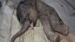 El llanto de un elefante bebé despreciado por su madre (Fotos + video)