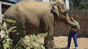 Elefante de un zoológico de EEUU mata a un fiel guardián
