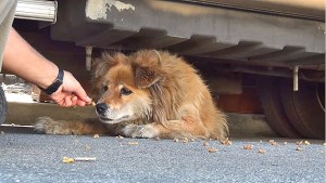 Una perrita abandonada fue rescatada tras ser vista en Google Maps (Video)