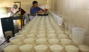 La industria del queso batalla por seguir a flote en Aragua
