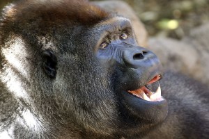 El gorila León viaja a Brasil para fundar una familia (Fotos)