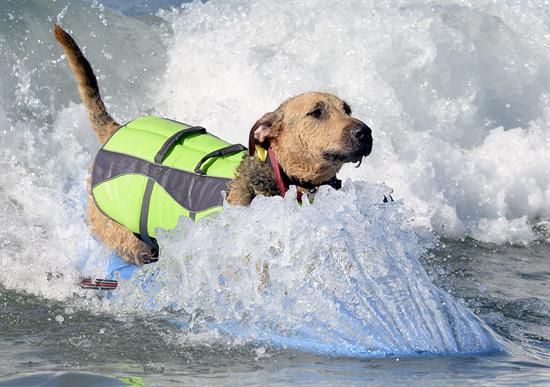 Perros surfistas (Fotos)