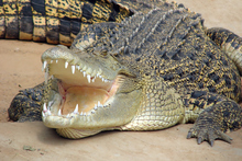 Turista logró escapar de un cocodrilo gigante en Australia