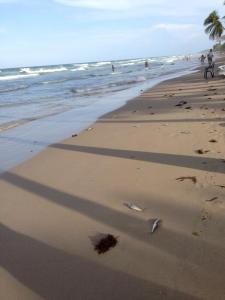 Sardinas muertas en playa Guacuco (Fotos)