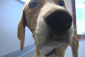 Así reaccionó este perrito ciego al ver por primera vez (Video)