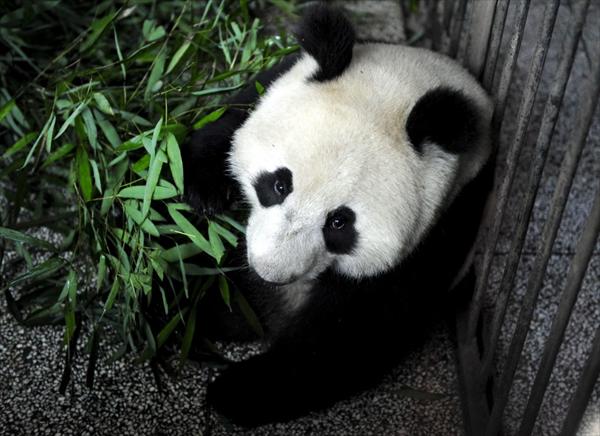 China prohíbe que los osos pandas hagan pronósticos del Mundial