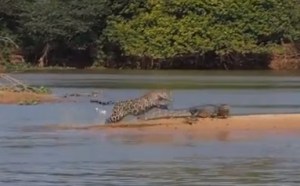 ¿Un jaguar cazando un caimán? Pues sí (video)