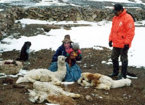 Oleada de frío en Perú y Bolivia mata a 30 mil animales