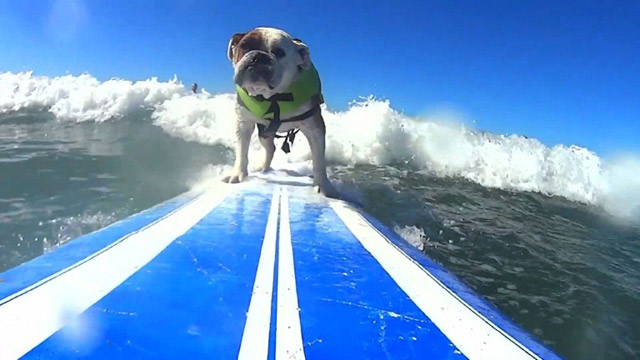 Los perros también surfean (Video)