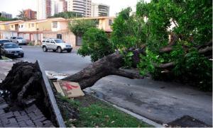 Árbol de ocho metros de altura obstruye el paso en una avenida de Barquisimeto (Foto)