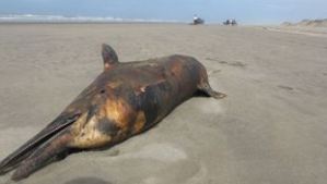 Hallan delfín muerto en Colombia