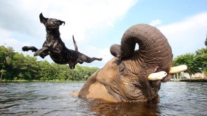Conmovedor: Elefante huérfano encuentra en perro a su mejor amigo (Fotos + Video)