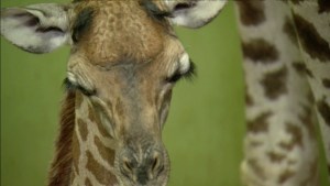Esta jirafa tuvo su decimoctava jirafita (Video)