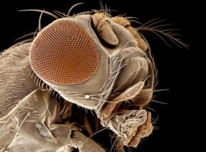 Según los científicos, las moscas ven el mundo más lento que nosotros